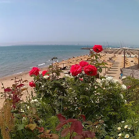 Sun Coast * סבטי ולאס